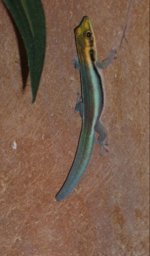 Phelsuma klemmeri