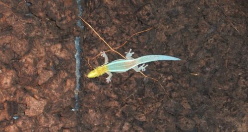 Phelsuma klemmeri