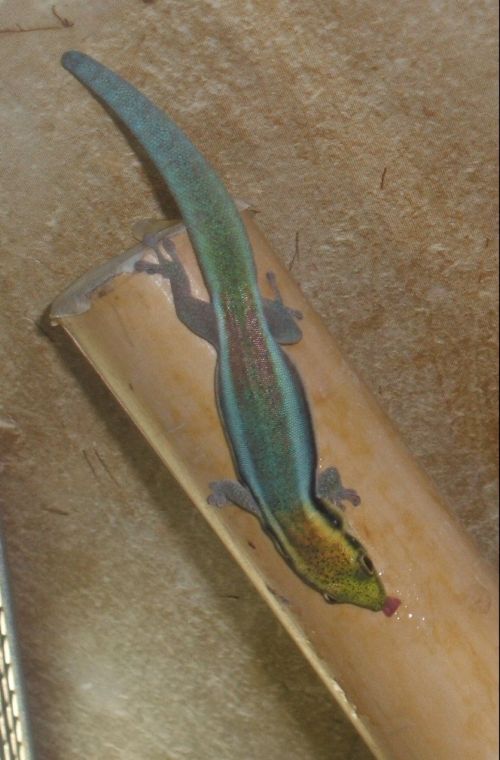 Phelsuma klemmeri