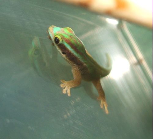 Jungtier Phelsuma inexpectata