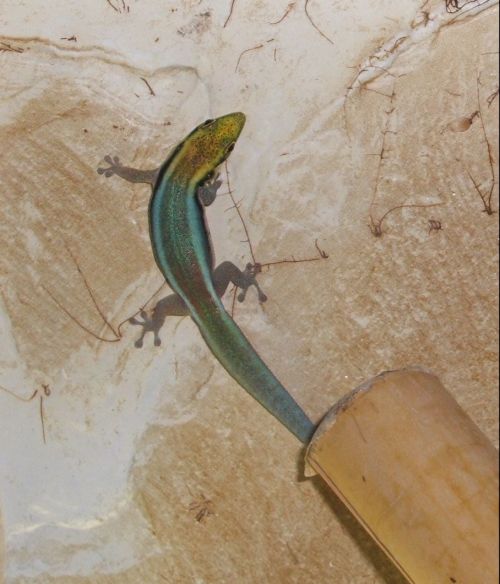 Phelsuma klemmeri