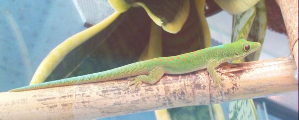 Phelsuma pasteuri