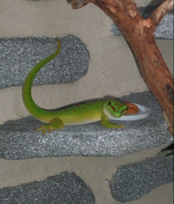 Phelsuma grandis