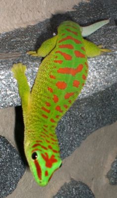 Phelsuma grandis "high red"