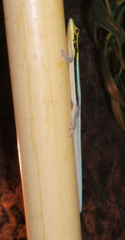 Phelsuma klemmeri