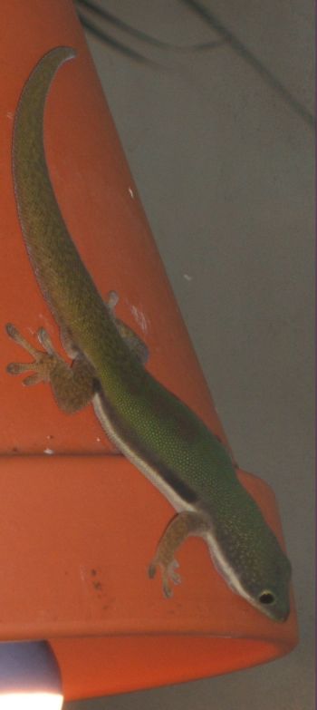 Phelsuma lineata lineata