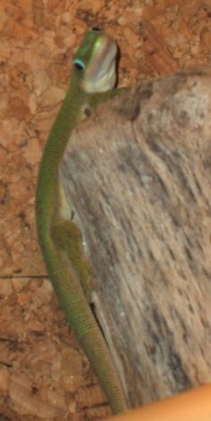 Phelsuma dubia