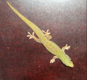 Phelsuma lineata lineata