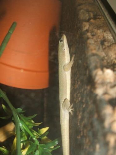Phelsuma hielscheri
