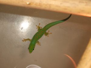 Phelsuma v-nigra pasteuri