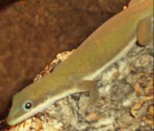 Phelsuma dubia