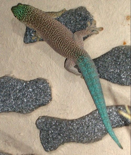 Phelsuma standingi