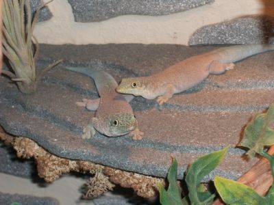 Phelsuma standingi