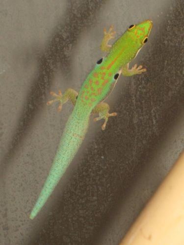 Phelsuma quad. parva