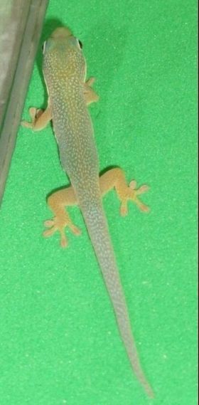 Phelsuma hielscheri