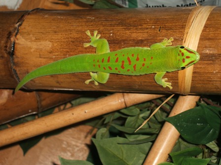 Phelsuma grandis