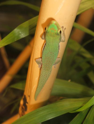 Phelsuma pusilla pusilla