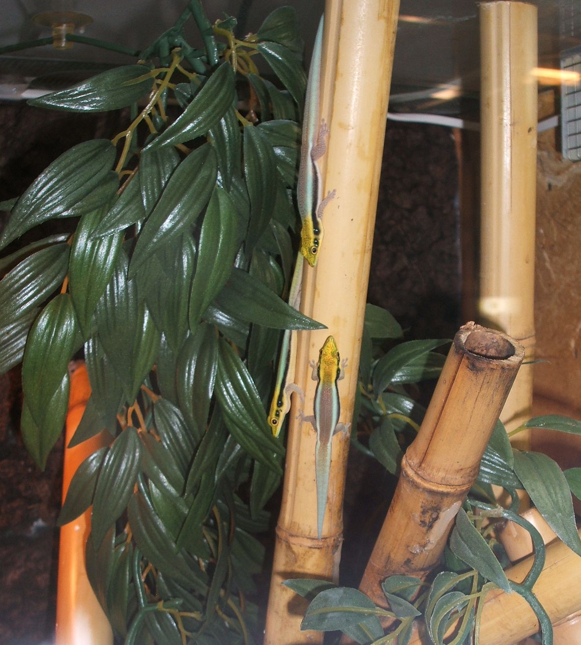 Phelsuma klemmeri
