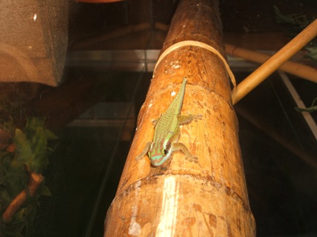 Phelsuma inexpectata