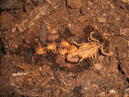 Tityus stigmurus