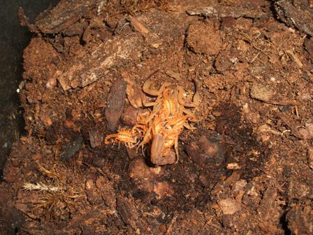 Tityus stigmurus