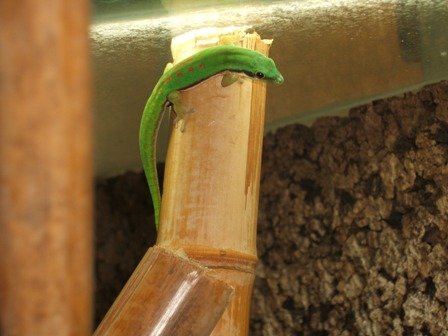 Phelsuma nigristriata