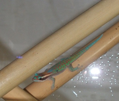 Phelsuma ornata
