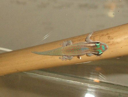 Phelsuma ornata