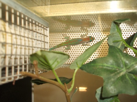 Phelsuma ornata