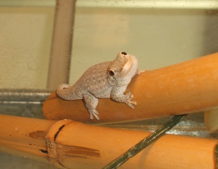 Phelsuma breviceps