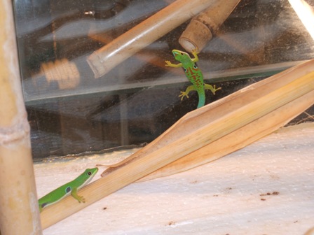 Phelsuma quadriocellata quadriocellata
