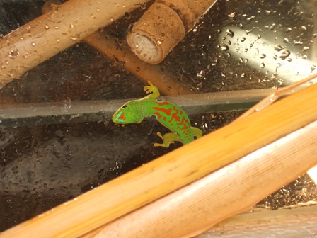 Phelsuma quadriocellata quadriocellata