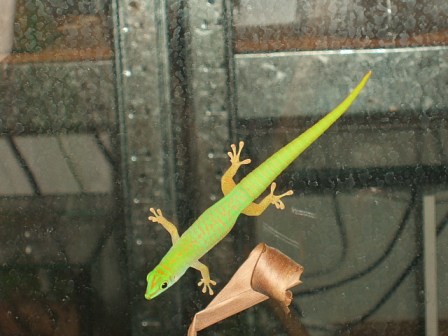 Phelsuma astriata semicarinata