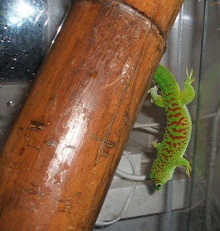 Phelsuma grandis hr