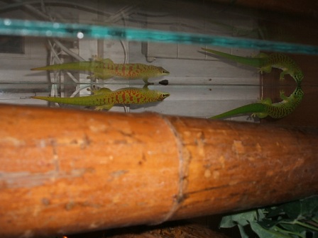 Phelsuma grandis hr