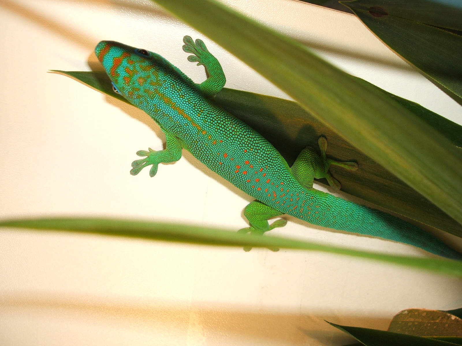 Phelsuma flavigularis