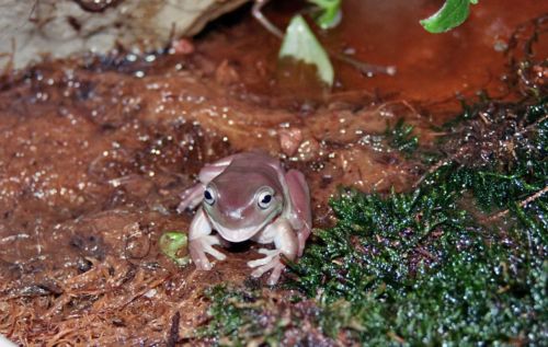 Litoria caerulea