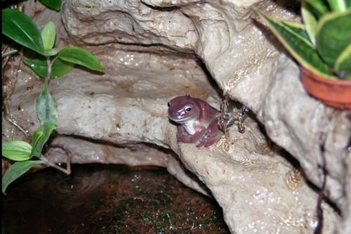 Litoria caerulea