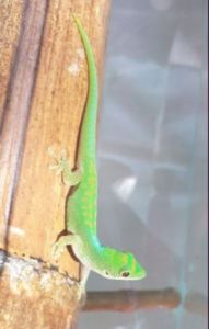 Phelsuma pasteuri