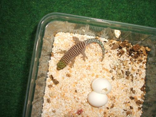 Jungtier Phelsuma standingi