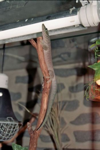 Phelsuma standingi