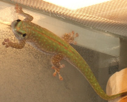 Phelsuma abbotti chekei