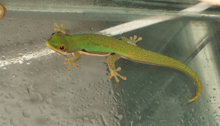 Phelsuma dorsivittata