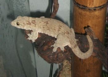 Gehyra marginata