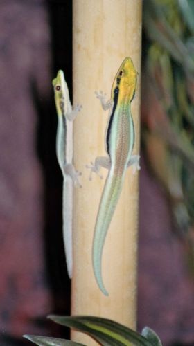 Phelsuma klemmeri