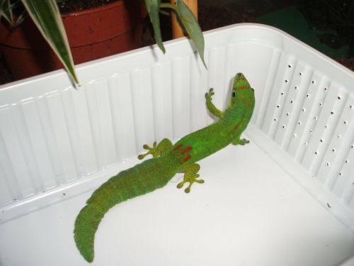 Phelsuma serraticauda