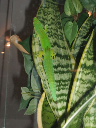 Phelsuma serraticauda