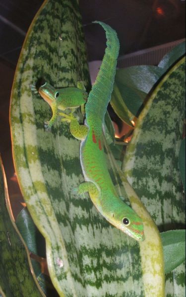 1.1 Phelsuma serraticauda
