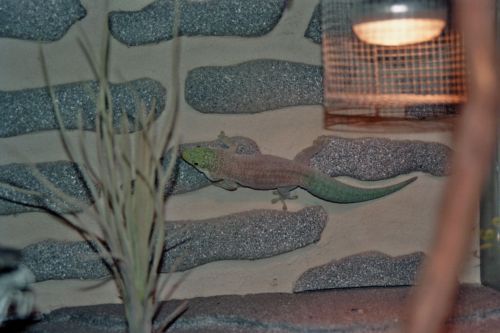 Phelsuma standingi
