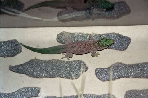 Phelsuma standingi
